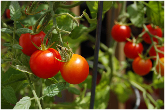 Select Fruits and Vegetables That Give You the Best Yield in a Small Space