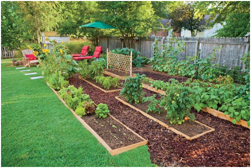 Use Edible Landscaping
