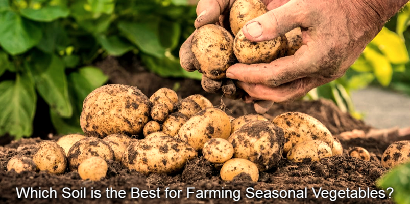 Which Soil is the Best for Farming Seasonal Vegetables?