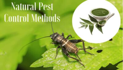 natural pest control