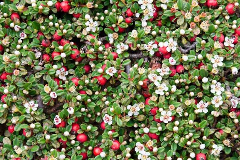 Bearberry Cotoneasters (Cotoneaster Dammeri)