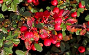 Cotoneaster Shrub