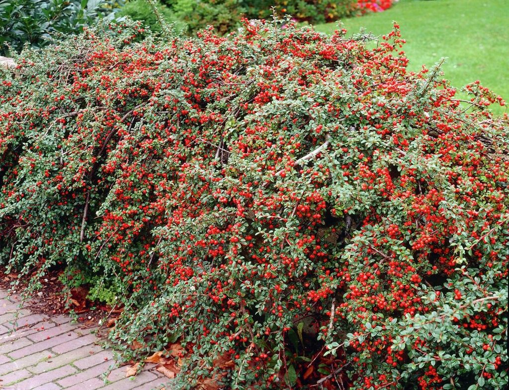 Cranberry cotoneaster (Cotoneaster Apiculatus)