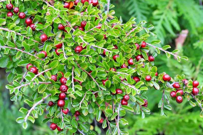 Creeping Cotoneasters (Cotoneaster Adpressus)