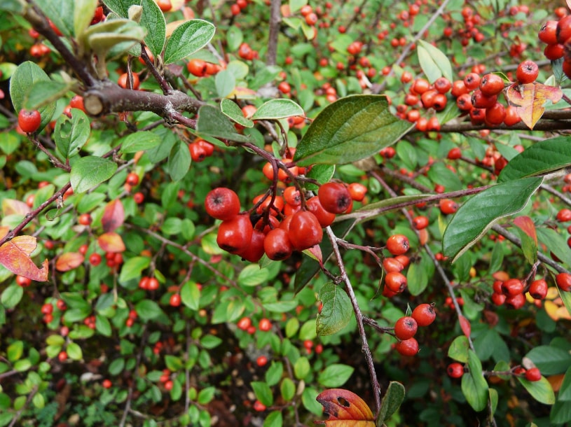 Franchet's Cotoneaster (Cotoneaster Franchetii)