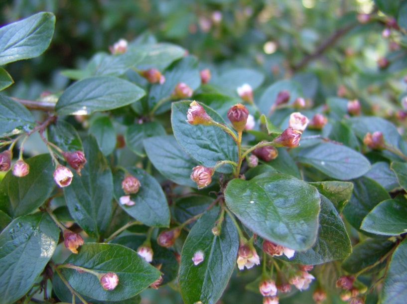 Hedge Cotoneaster (Cotoneaster Lucidus)