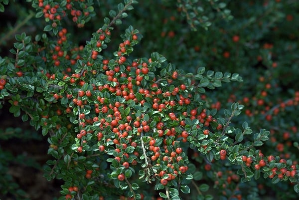 Rockspray Cotoneaster (Cotoneaster Horizontalis)