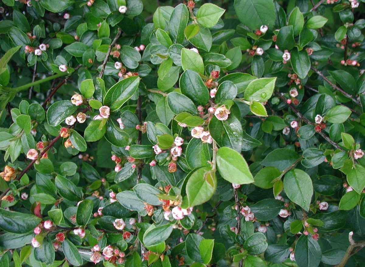 Spreading Cotoneasters (Cotoneaster Divaricatus)