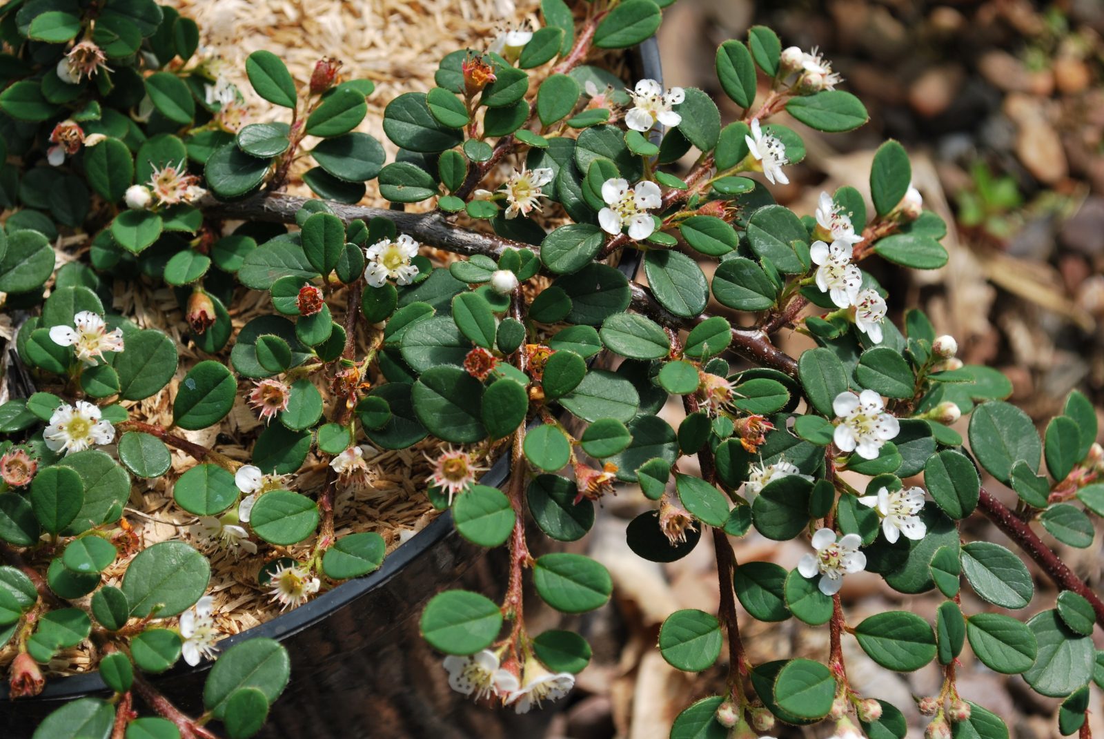 The Queen of Carpets (Cotoneaster Procumbens)