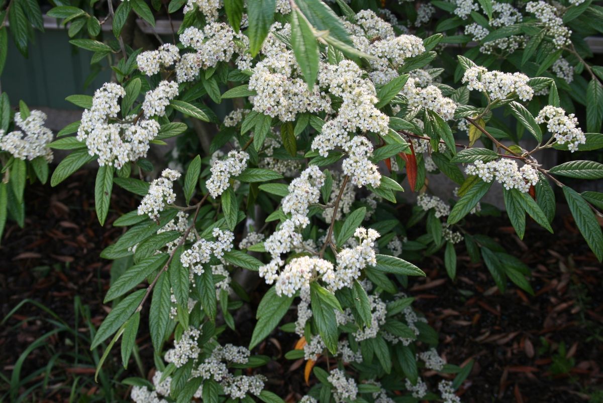 Willow Leaf Cotoneaster (Cotoneaster Ssalicifolius)